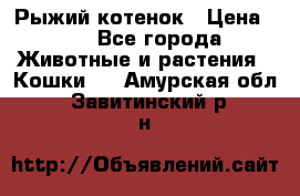 Рыжий котенок › Цена ­ 1 - Все города Животные и растения » Кошки   . Амурская обл.,Завитинский р-н